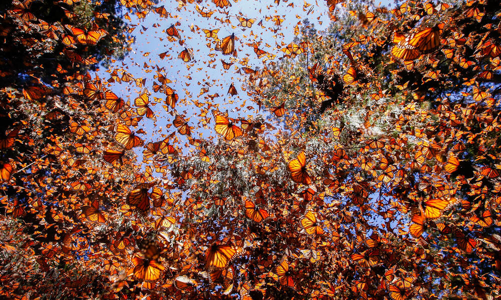 monarch-butterfly-migration monarch butterfly migration