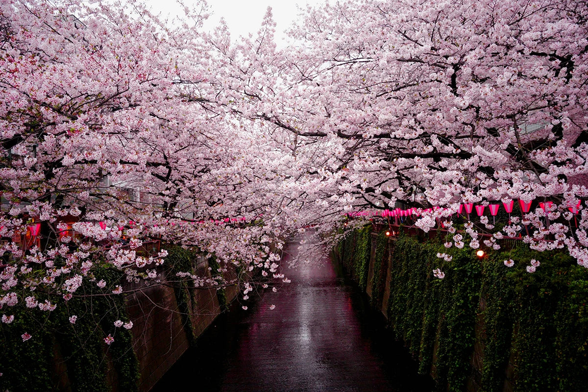 cherry-blossom cherry blossom