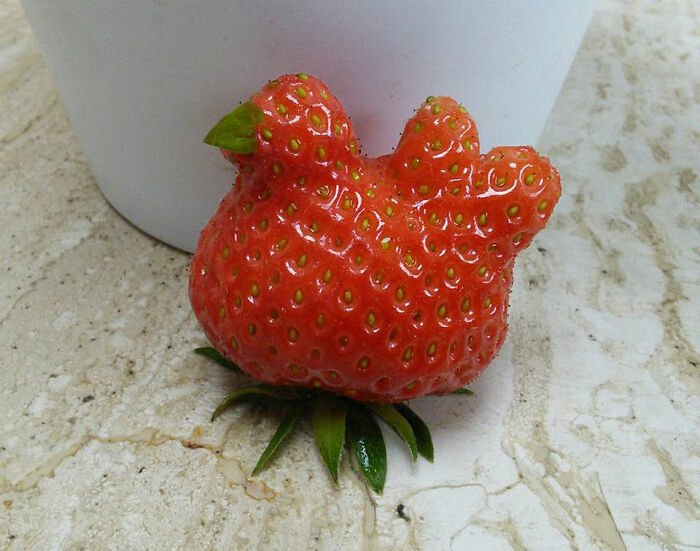 30 Fruits And Vegetables That Look Like Other Things | DeMilked