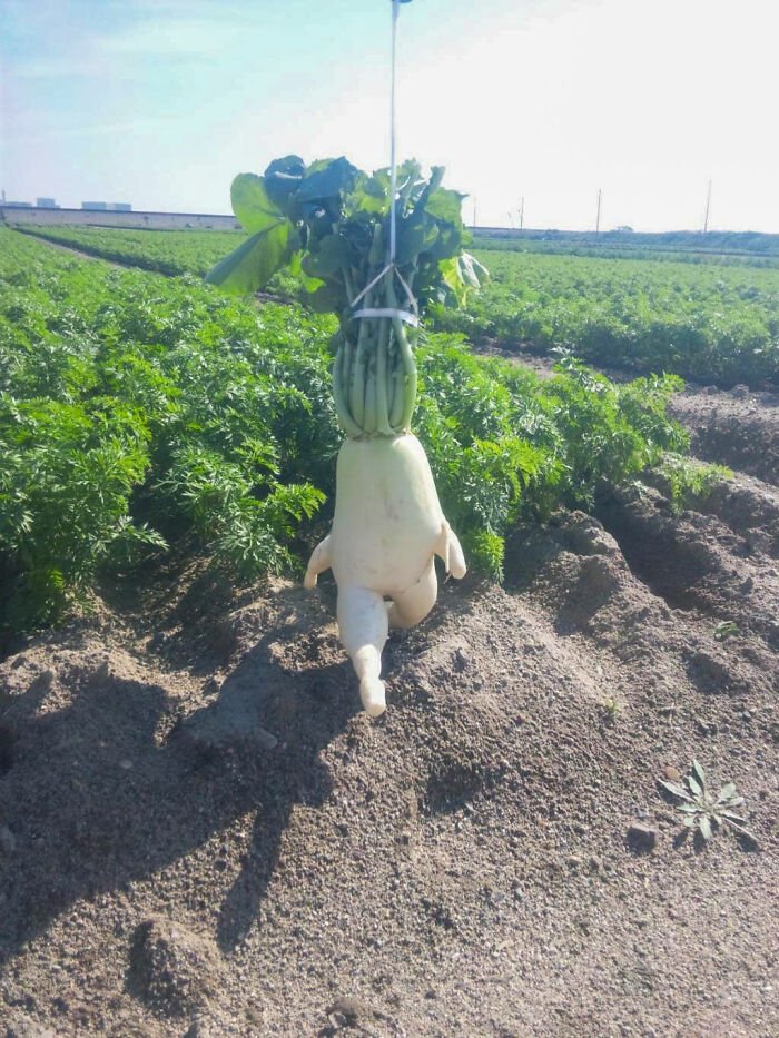 30 Fruits And Vegetables That Look Like Other Things | DeMilked