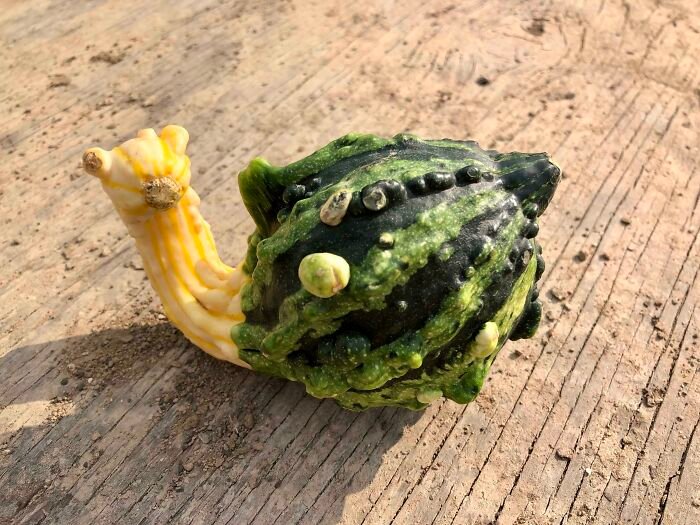 30 Fruits And Vegetables That Look Like Other Things | DeMilked