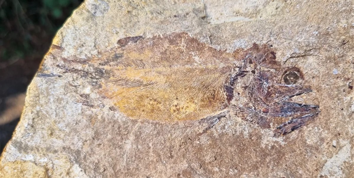 fish fossil