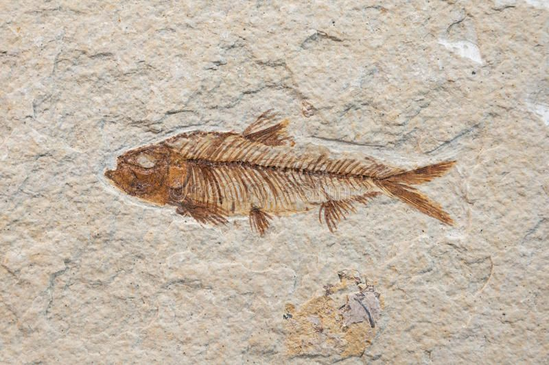 fish fossil 3