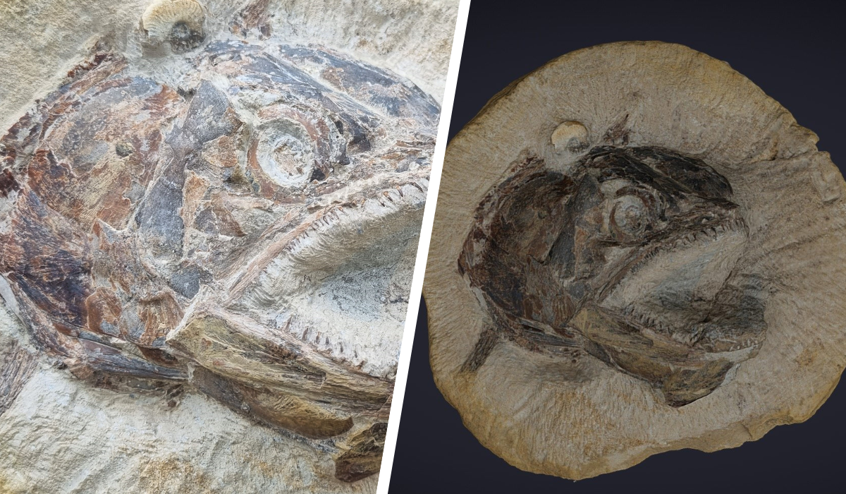 Fish Fossil