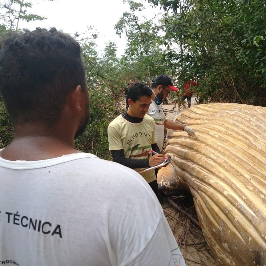 Dead humpback whale discovered in Brazil's Amazon jungle puzzles researchers