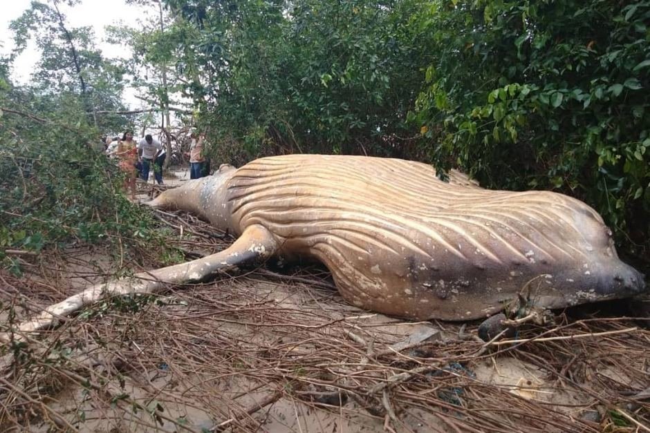 Humpback Whale Washes Ashore in Amazon River, Baffling Scientists in Brazil - The New York Times