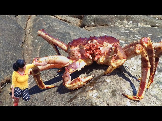 The ferocious king crab of Russia. The tide will bring rare seafood. -  YouTube