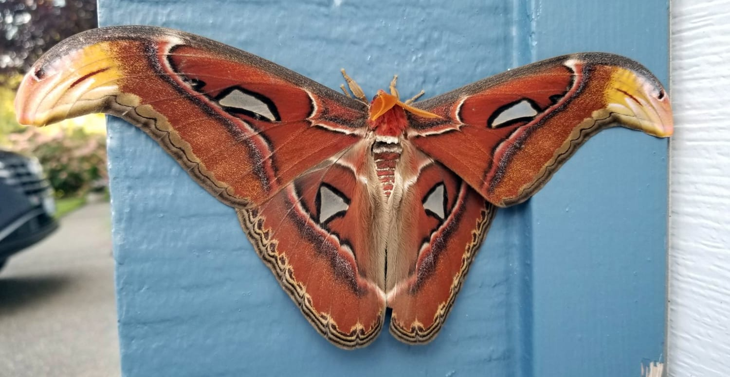 atlas-moth atlas moth