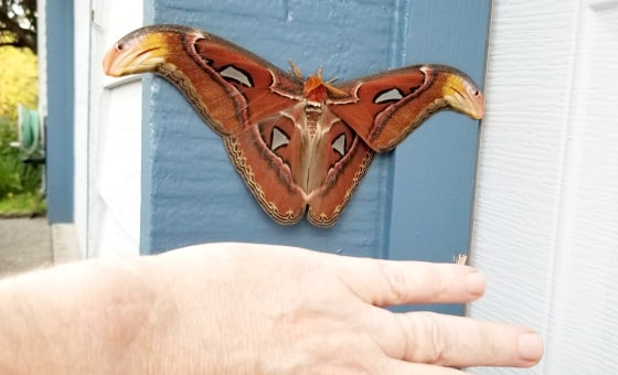 atlas-moth-1 atlas moth 1