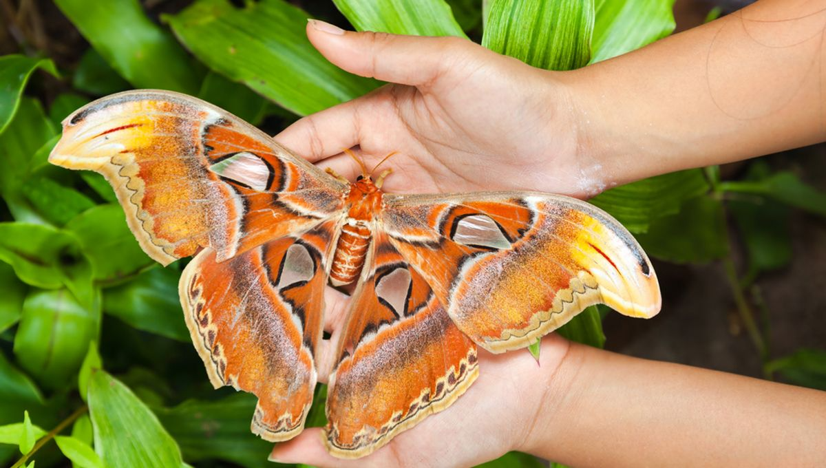 atlas-moth-2 atlas moth 2
