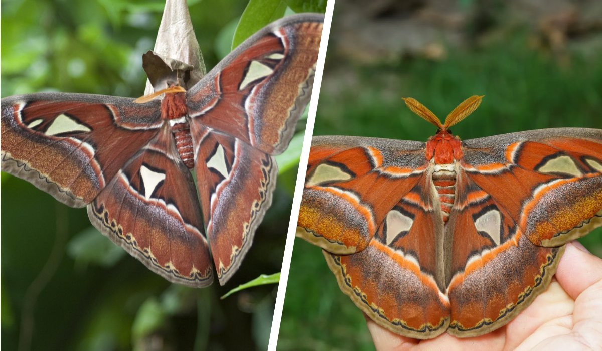 atlas moth