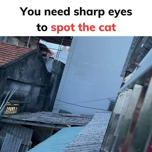 cat cat