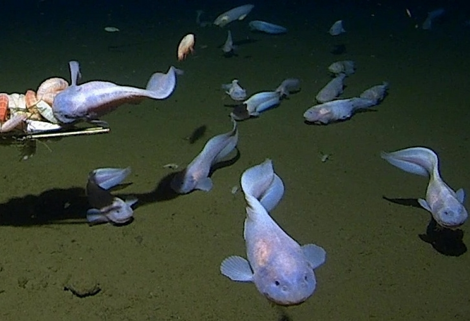fish-4 fish 4