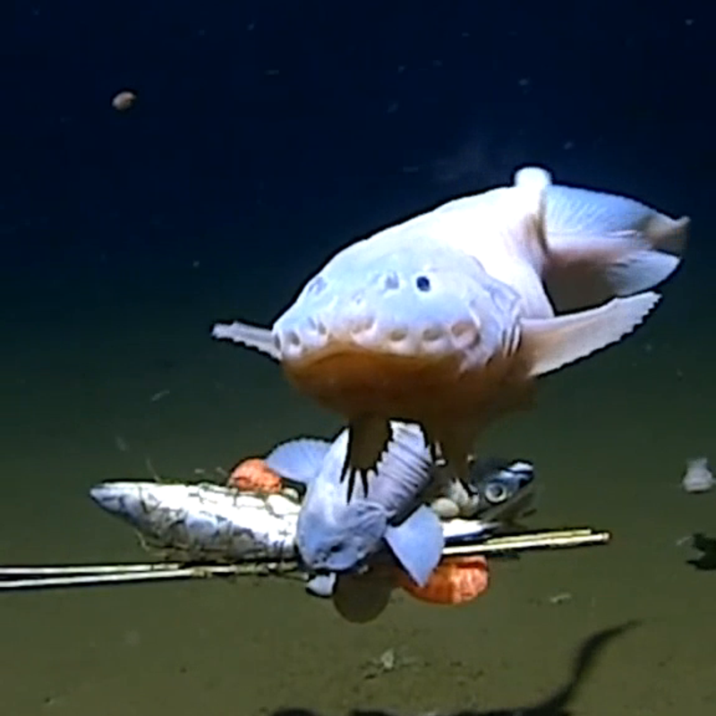fish-2 fish 2