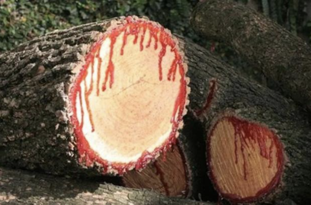 dragon-blood-tree-1 dragon blood tree 1