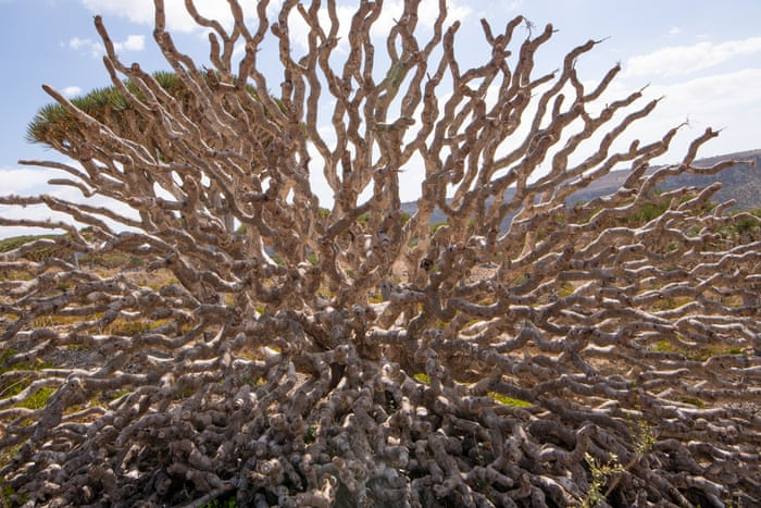 dragon-blood-tree-3 dragon blood tree 3