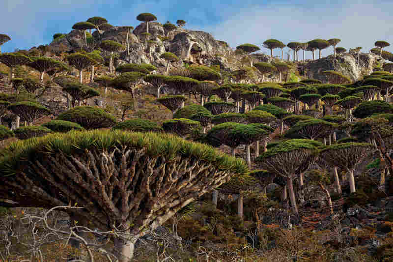 dragon-blood-tree-4 dragon blood tree 4