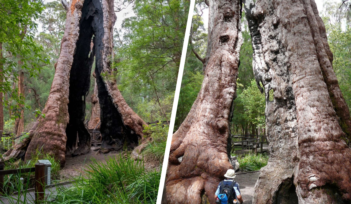 Red Tingle Tree