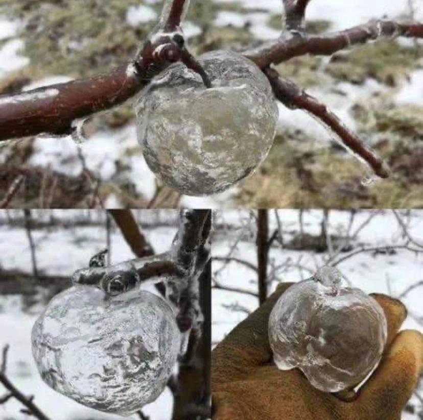 Ghost Apples are made from a interesting phenomenon where freezing weather coats an apple in ice. Apples have a lower freezing point than water, so when it gets abit warmer the apple