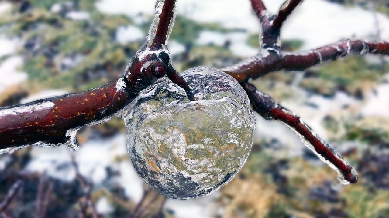 7 Days After The Storm - Farmer Surprised To Find 'Ghost Apples' On His Trees - YouTube