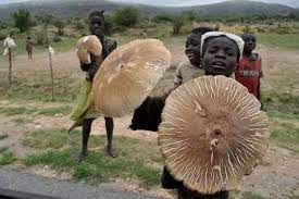 mushroom 2