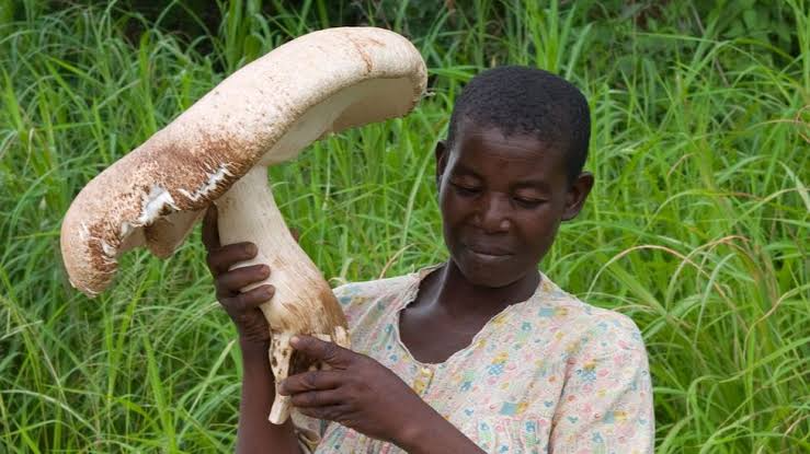 mushroom 3