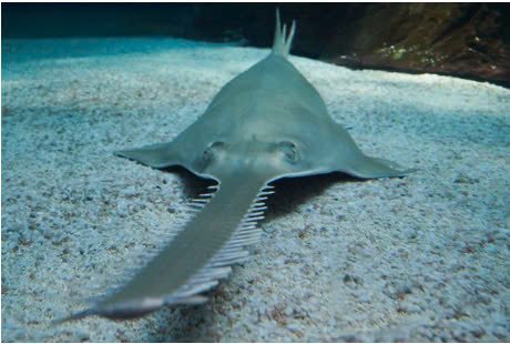 sawfish 2