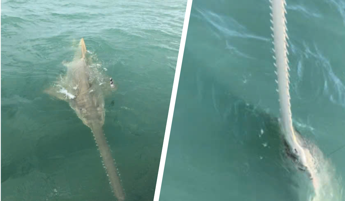 sawfish.png