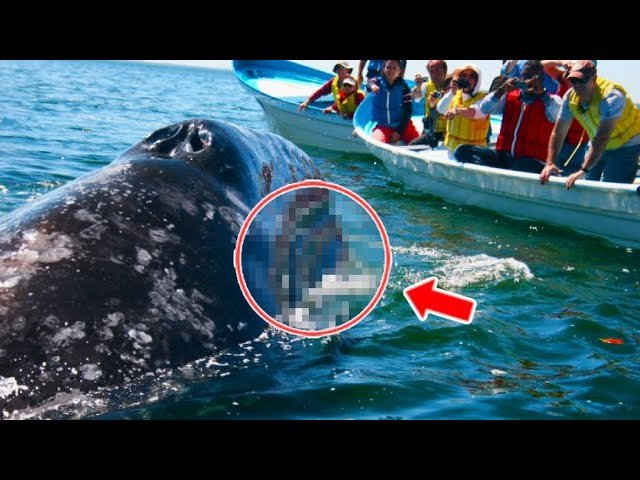 A Whale Suddenly Blocked the Boat, When Tourists See What's in His Mouth,  They Scream in Terror! - YouTube