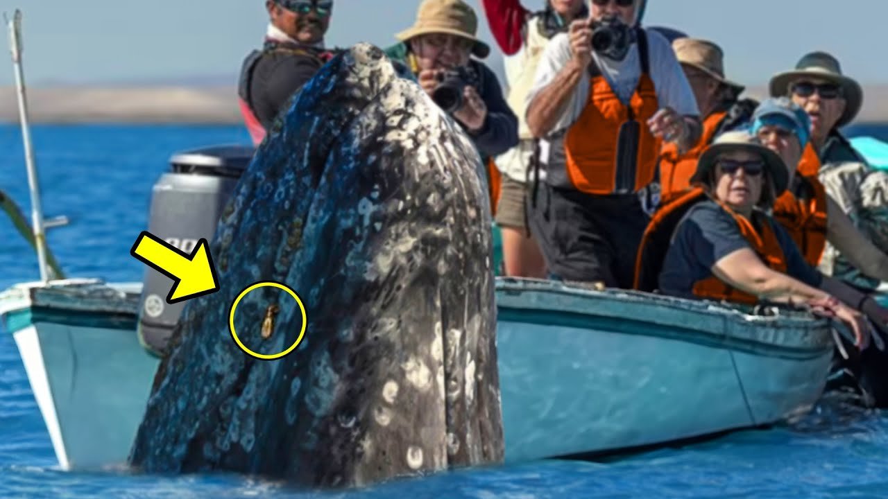 When Tourists See What's In Large Whale's Mouth, They SCREAM In Terror! -  YouTube