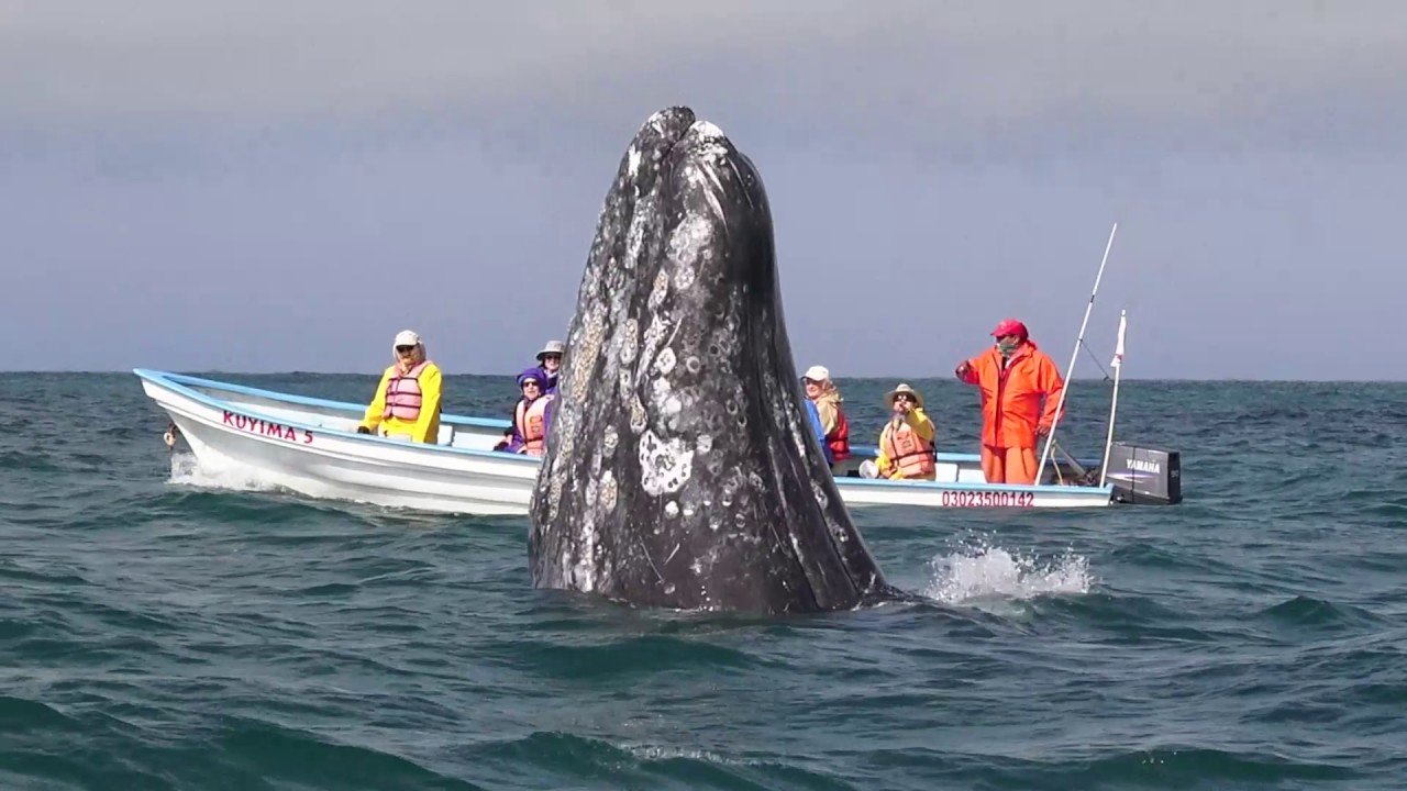 Whale watching at Laguna San Ignacio, with Baja Discovery - YouTube