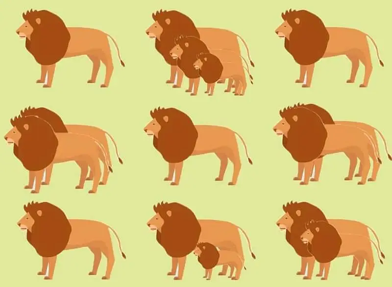 lion-1 Lion