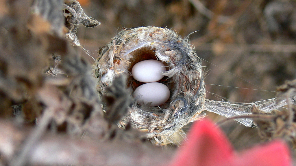 hummingbird nests 3