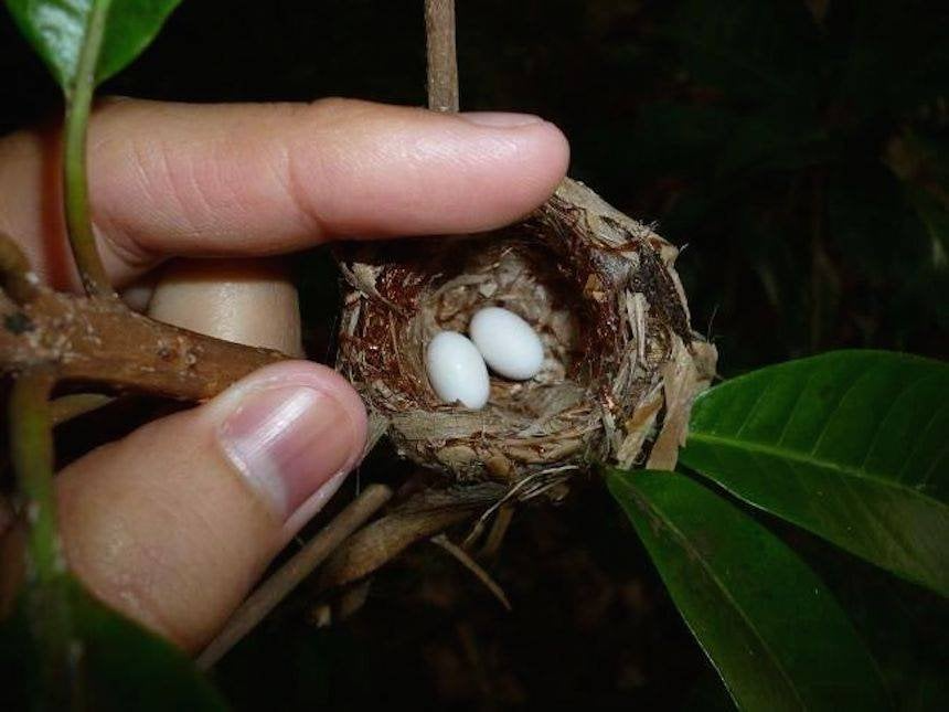 hummingbird nests 4