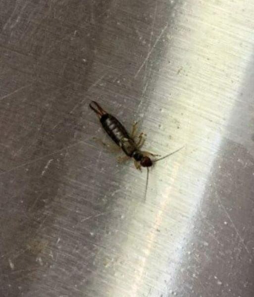 earwigs in your home