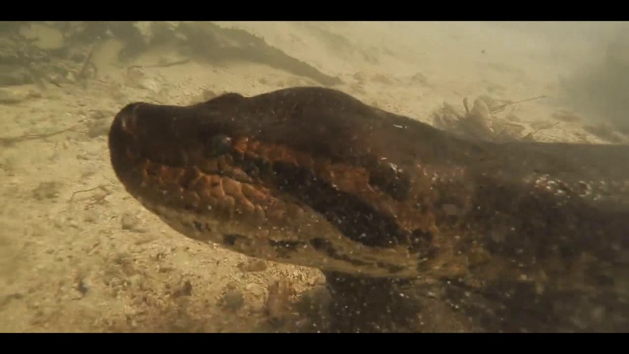 anaconda 1