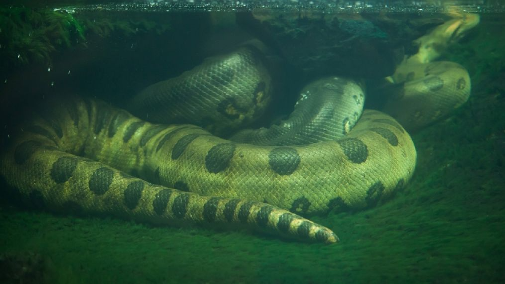 anaconda 4