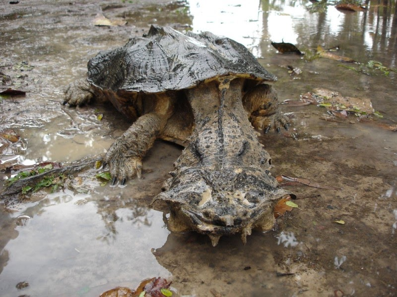 turtle-5 turtle 5