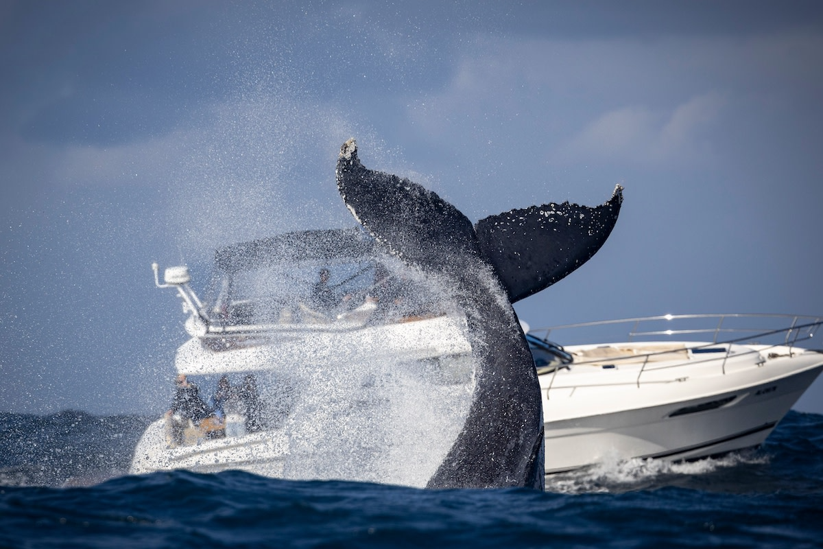 humpback whale 2