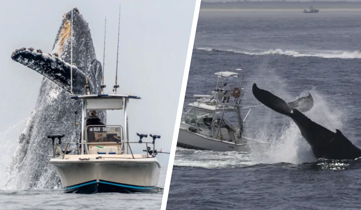 humpback-whale-feature.png