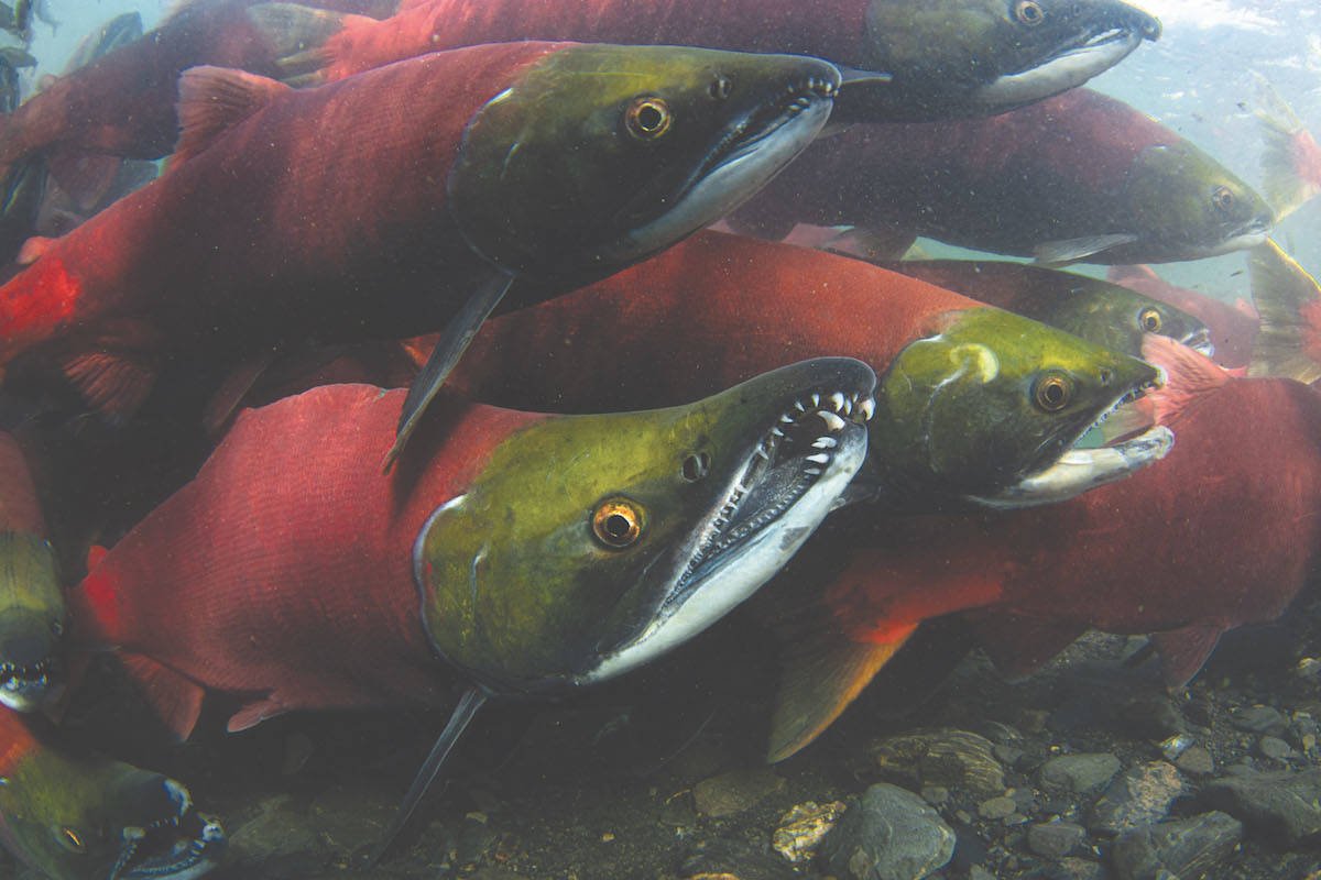 Salmon and other sea life affected by recent heat waves, experts say - North Island Gazette