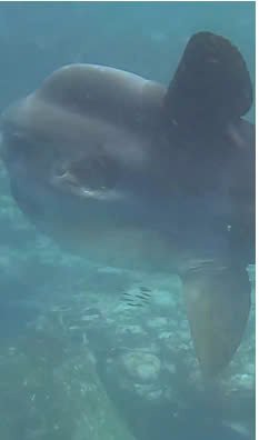 sunfish-1 sunfish 1