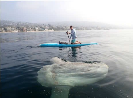 sunfish-2 sunfish 2