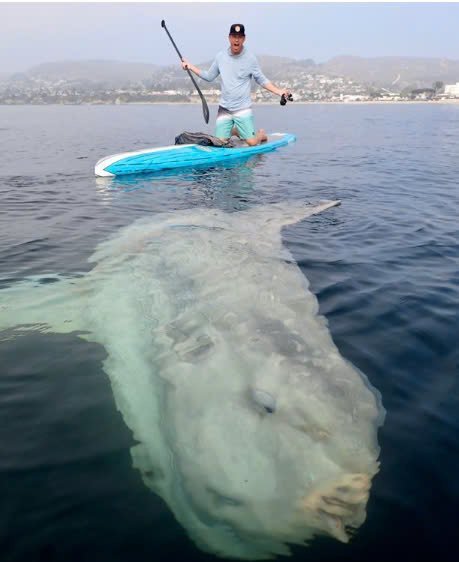 sunfish-4 sunfish 4