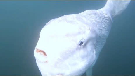 sunfish-5 sunfish 5