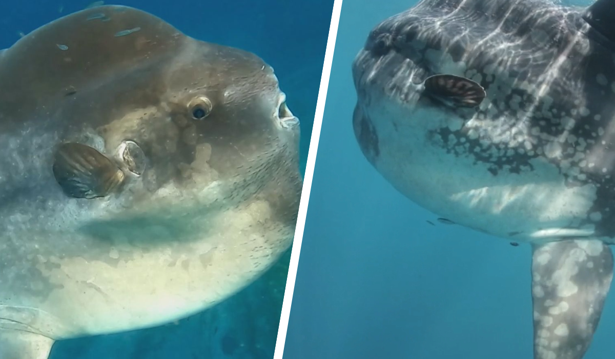 sunfish-feature-image.png
