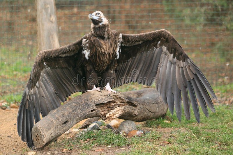 Researchers have just caught a strange giant bird with huge wings - Amazing  Nature