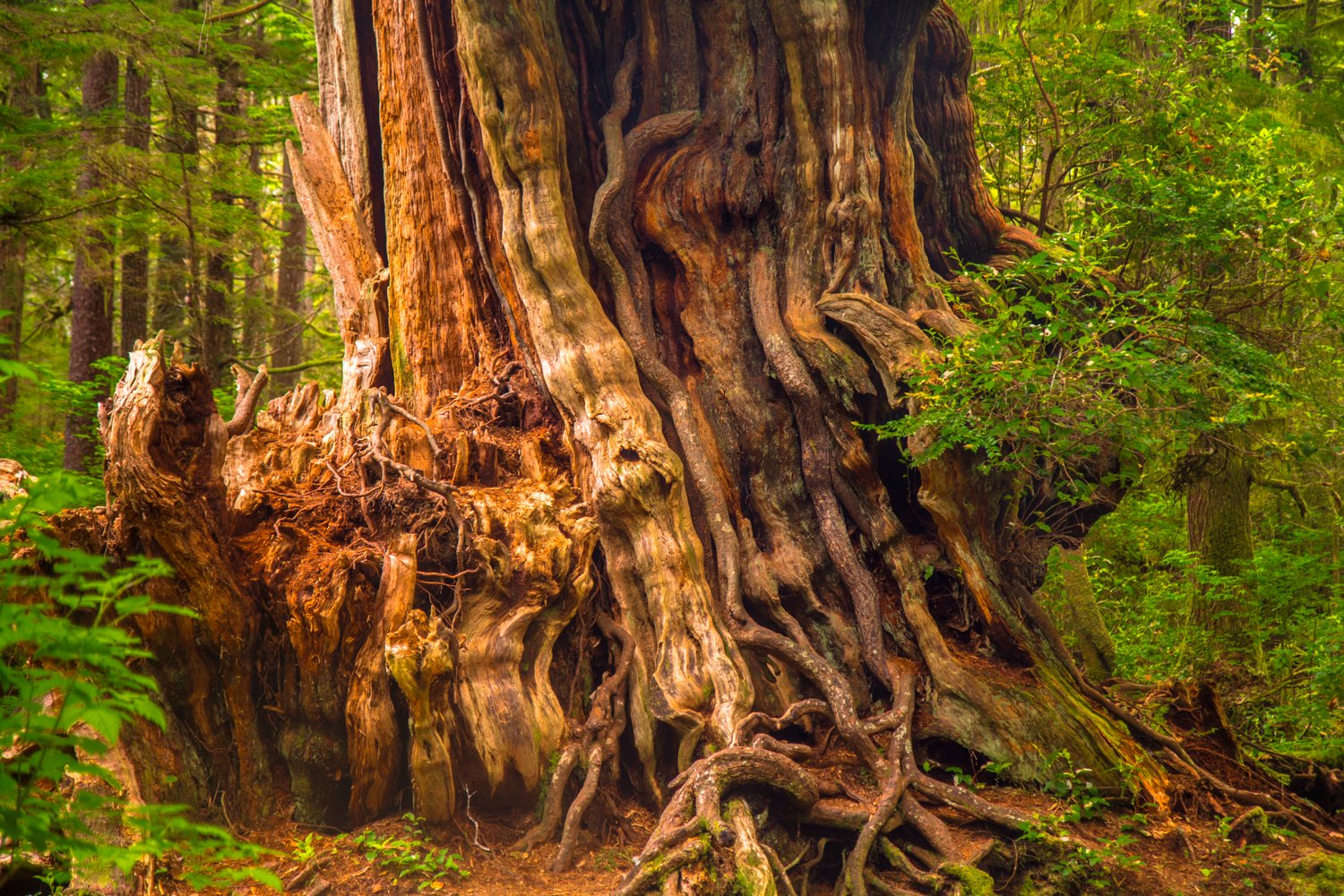 Guide to Olympic National Park's Ancient Forests, Giant Trees, and Old  Growth Hikes — Lucas Cometto | Wilderness Landscape Photography