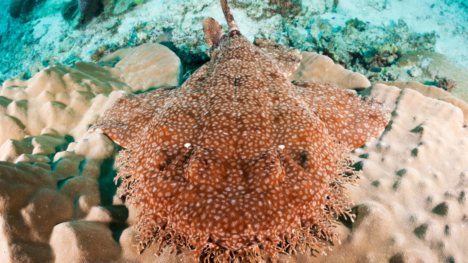 Tasselled wobbegong: The master of disguise that can eat a shark almost as big as itself | Live Science