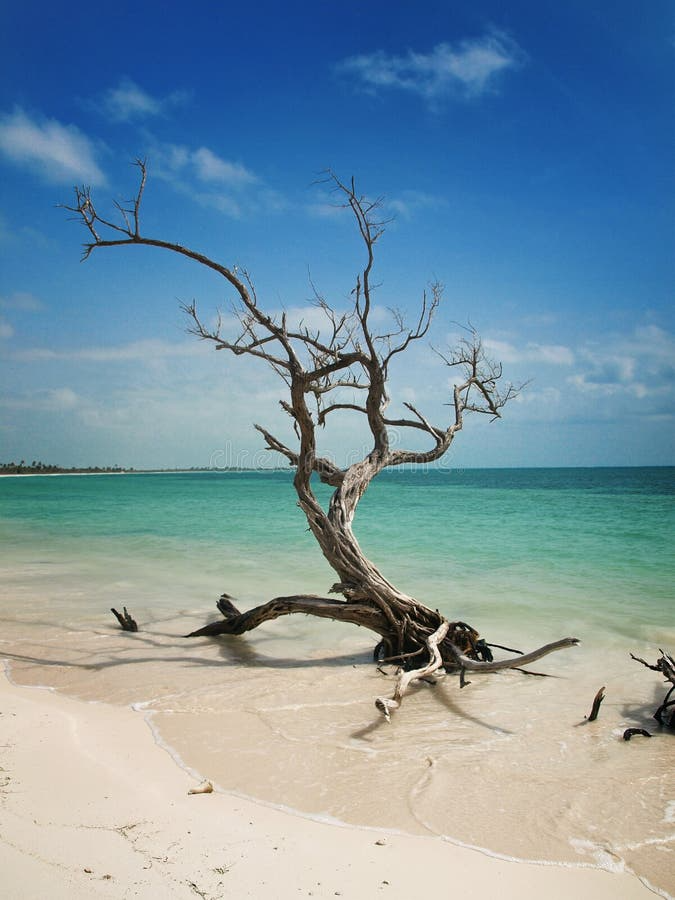 enigmatic tree 3